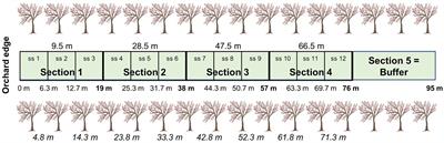 Wildflower strips in polytunnel cherry orchard alleyways support pest regulation services but do not counteract edge effects on pollination services